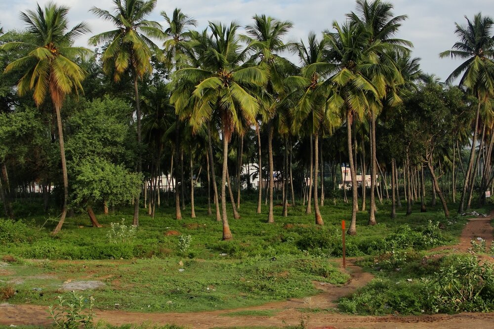 Scenery on the way to Mysore