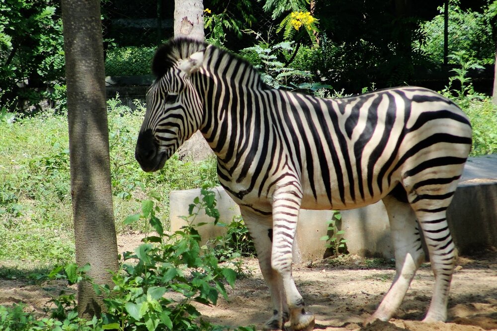 At the Mysore zoo