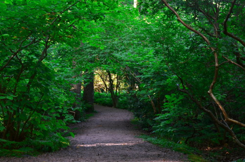 Canopy